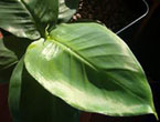 Banaba-Leaf