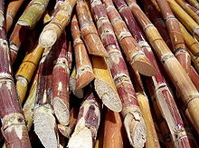 Policosanol_sugarcane