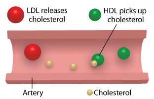 HDL-LDL-cholesterol