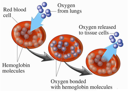 oxygen-to-cells