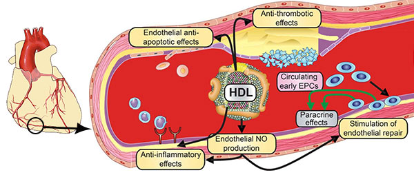 HDL_good_cholesterol
