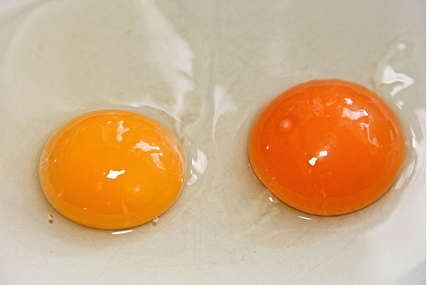 Egg-Yolk