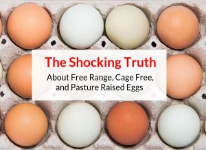 The Shocking Difference Between White & Brown Eggs