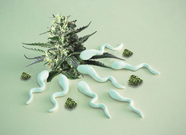 marijuana-sperm