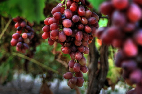 Red-Grapes