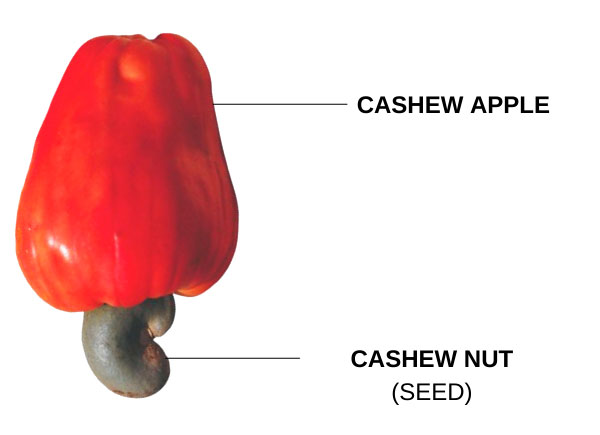 cashew apple
