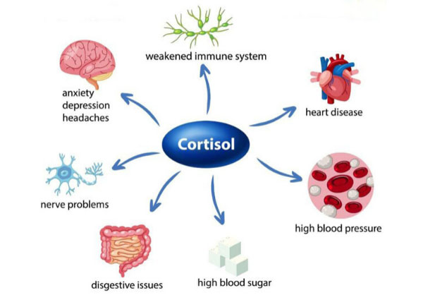  cortisol effects