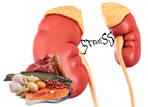 high protein meal kidney stress