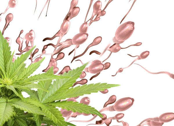 cannabis and sperm quality
