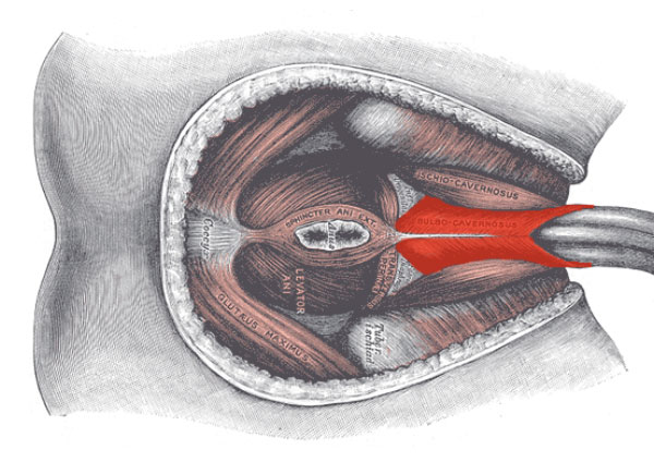 penile muscles