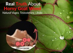 Real Truth About Horny Goat Weed - Natural Viagra, Testosterone, Libido