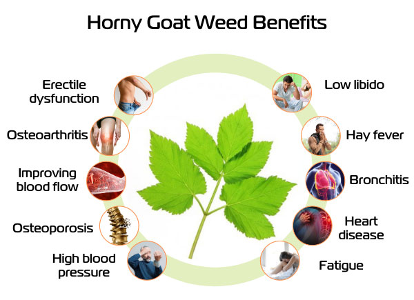  horny goat weed benefits