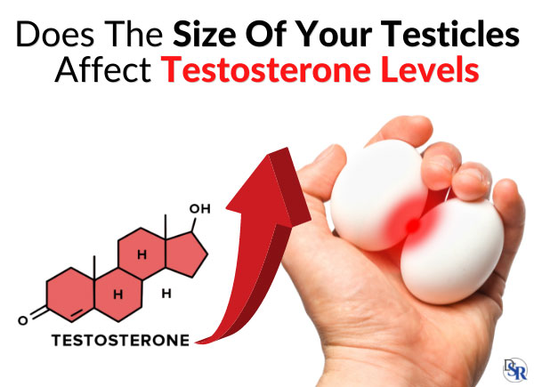Does The Size Of Your Testicles Affect Testosterone Levels