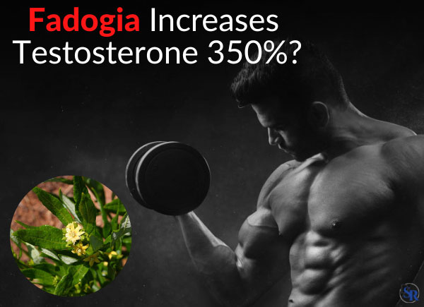 Fadogia Increases Testosterone 350% [Joe Rogan & Andrew Huberman]