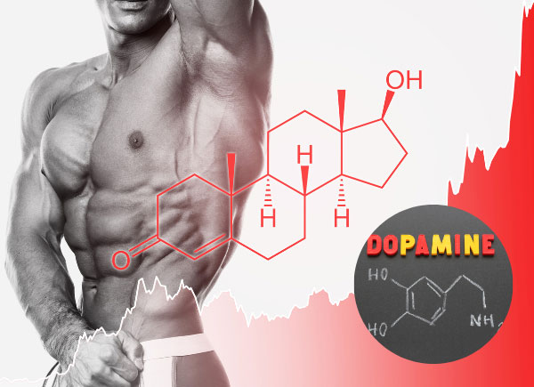 testosterone-dopamine